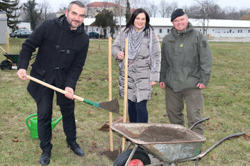 Landesrat Mag. Heinrich Dorner, Landesrätin Mag.a Astrid Eisenkopf und Kommandant Oberstleutnant Markus Ziegler legten bei der Pflanzung eines der Spitzahornbäume des Aufforstungsprojekts selbst Hand an.
