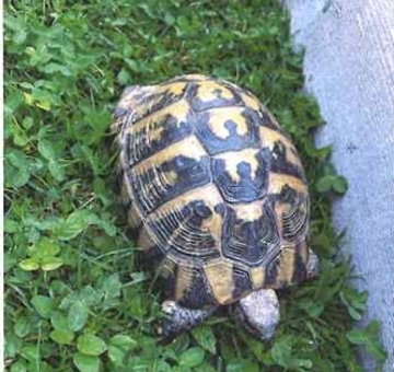 Griechische Landschildkröte, Gerersdorf 08.06.2026