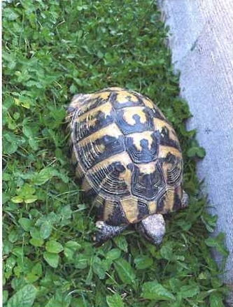 Griechische Landschildkröte, Gerersdorf 08.06.2026