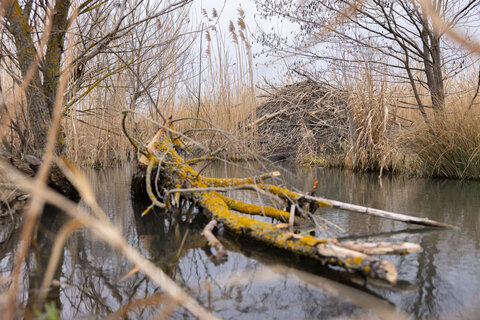 Das Land Burgenland setzt seit Jahren auf ein aktives und lösungsorientiertes Bibermanagement.
