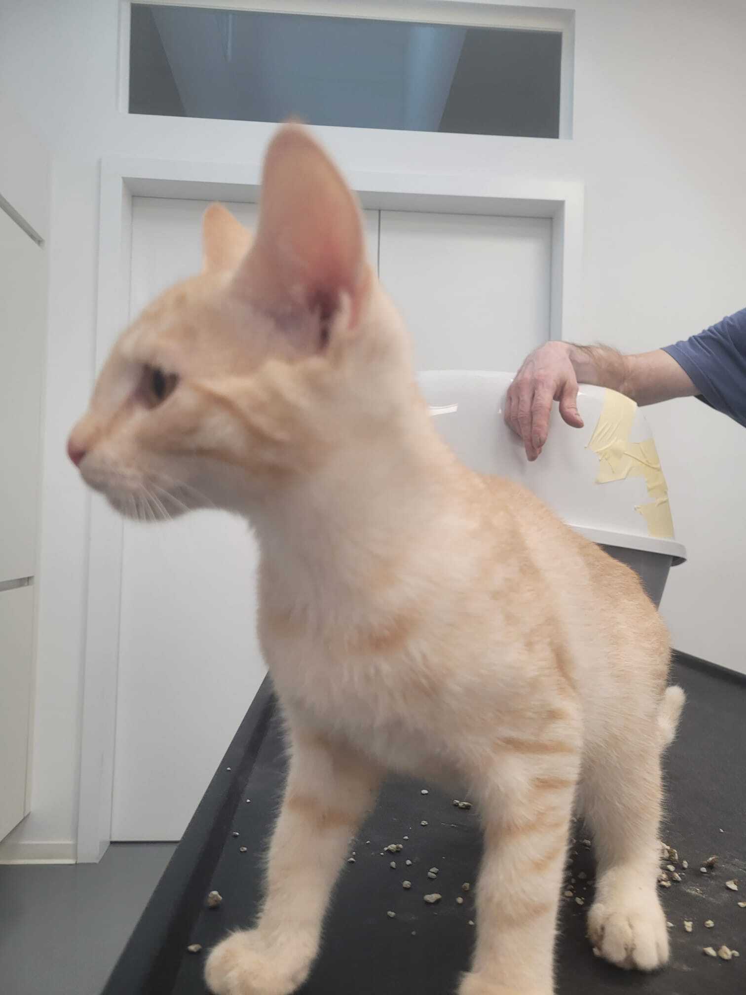 Kater rot getigert