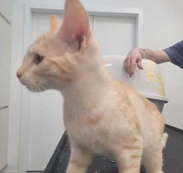Kater rot getigert