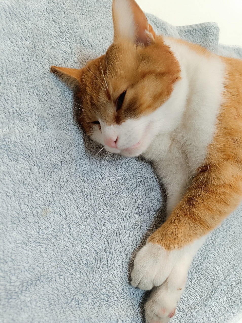 Fundkatze_Wulkaprodersdorf_12.03.2026_tot