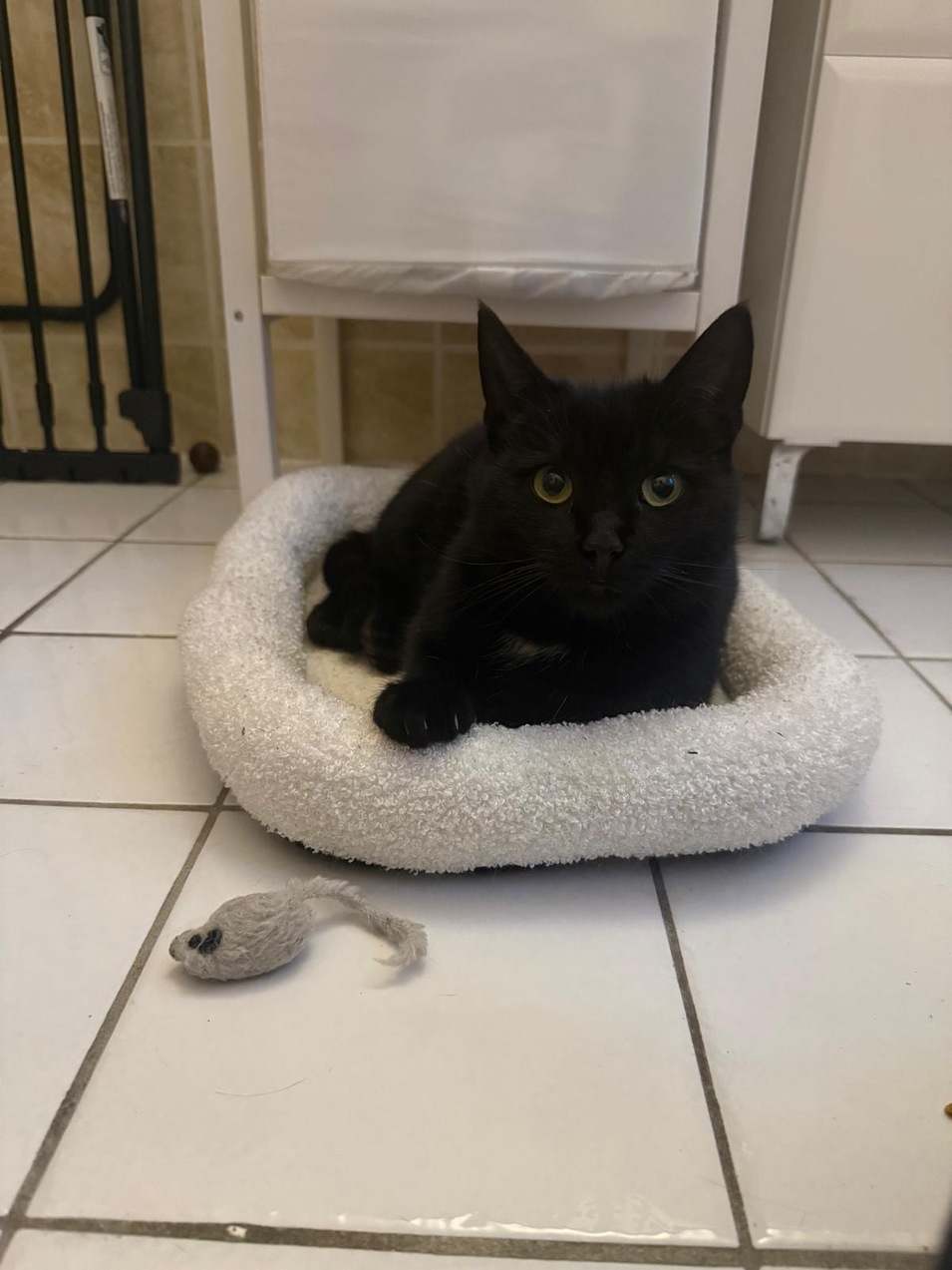 Fundkatze St.Georgen 19.02.2026