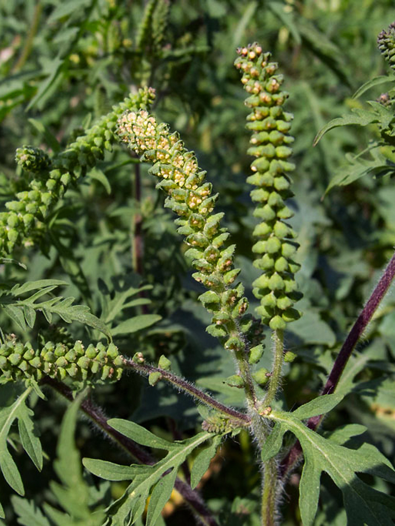 Ragweed Blüte