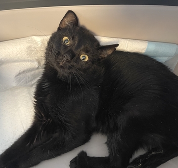 Fundkatze Frauenkirchen