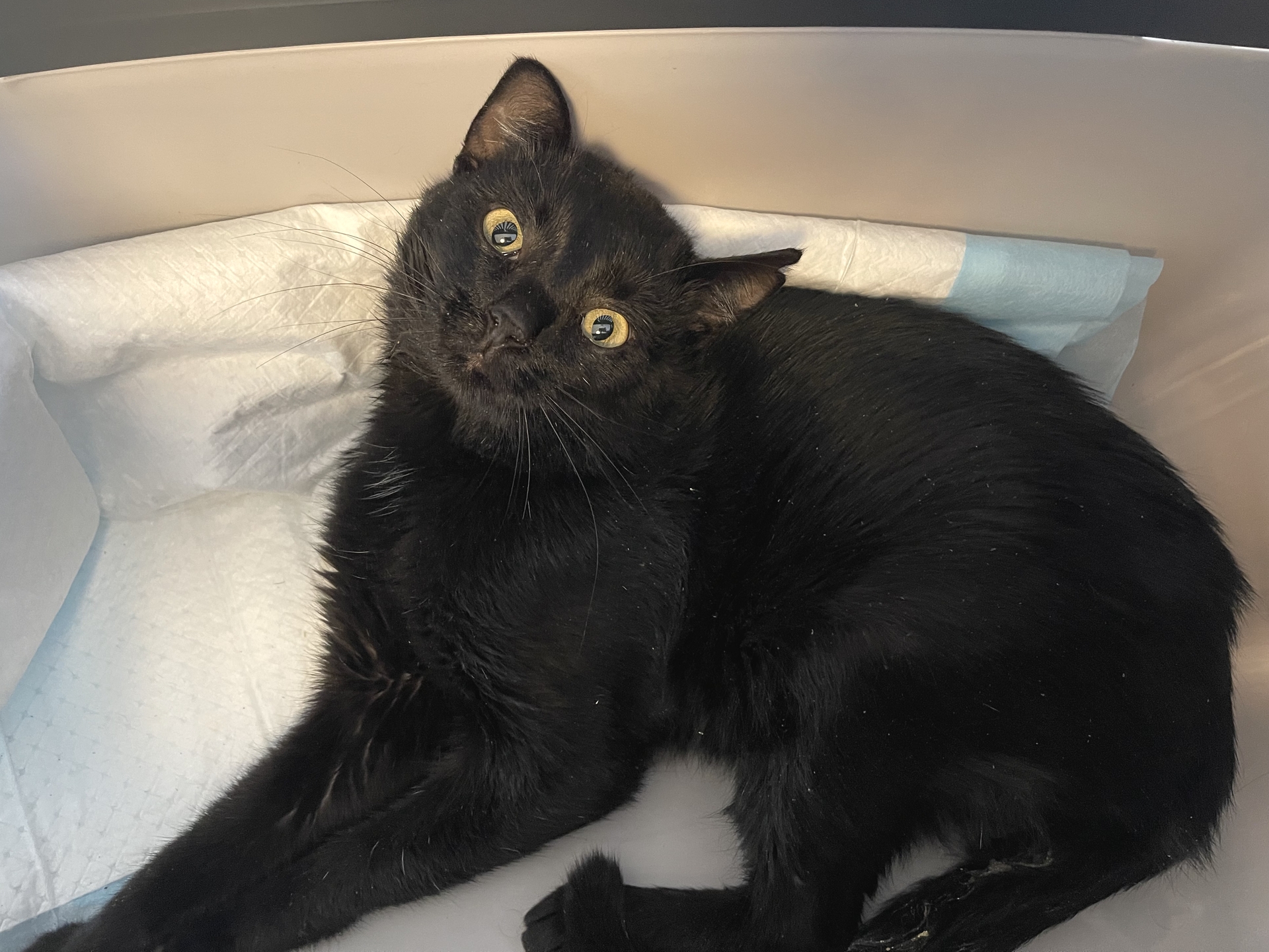 Fundkatze Frauenkirchen