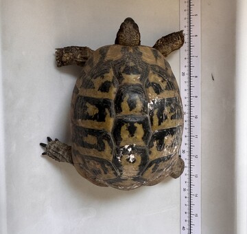 Fund Schildkröte Zagersdorf