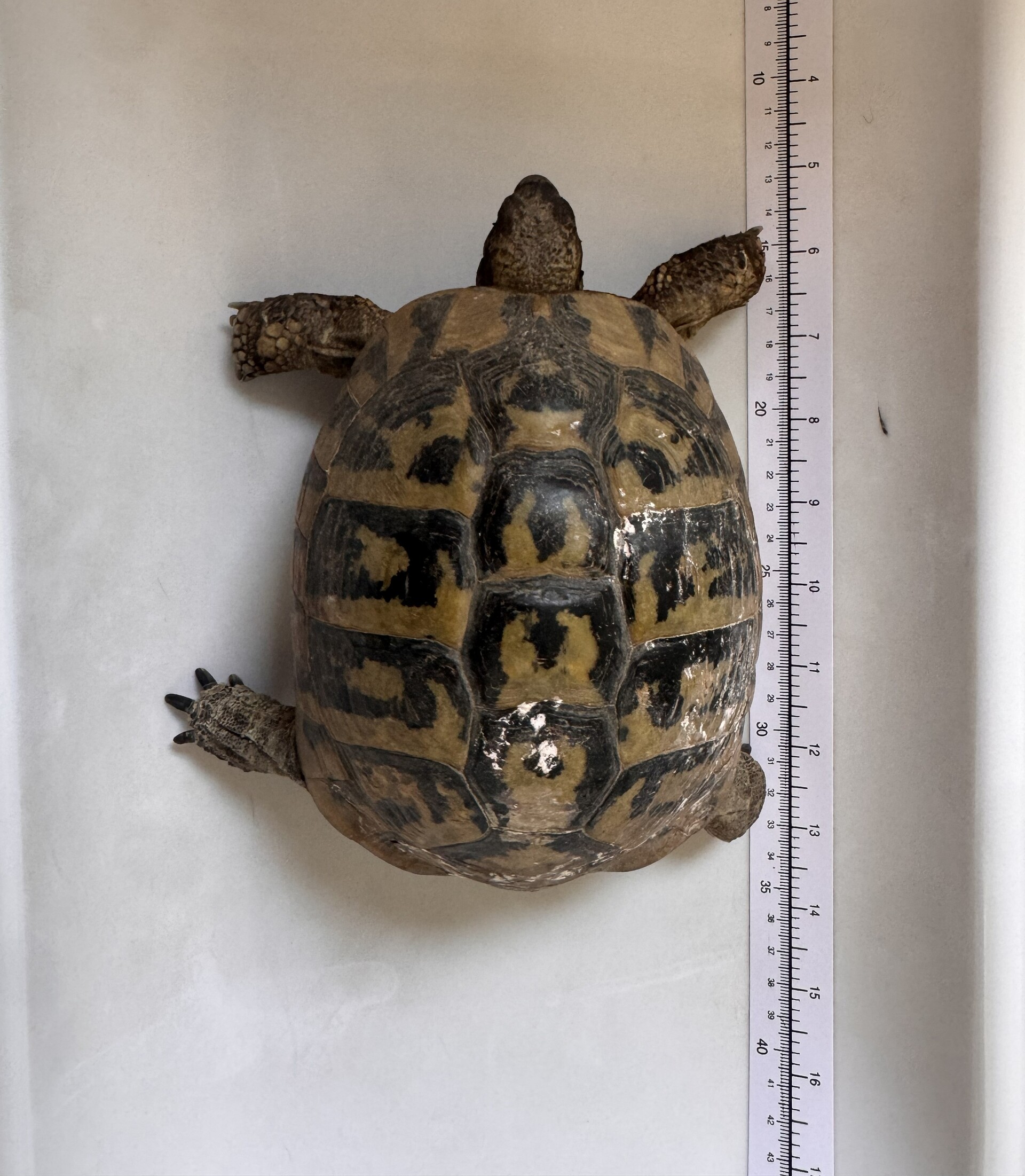 Fund Schildkröte Zagersdorf