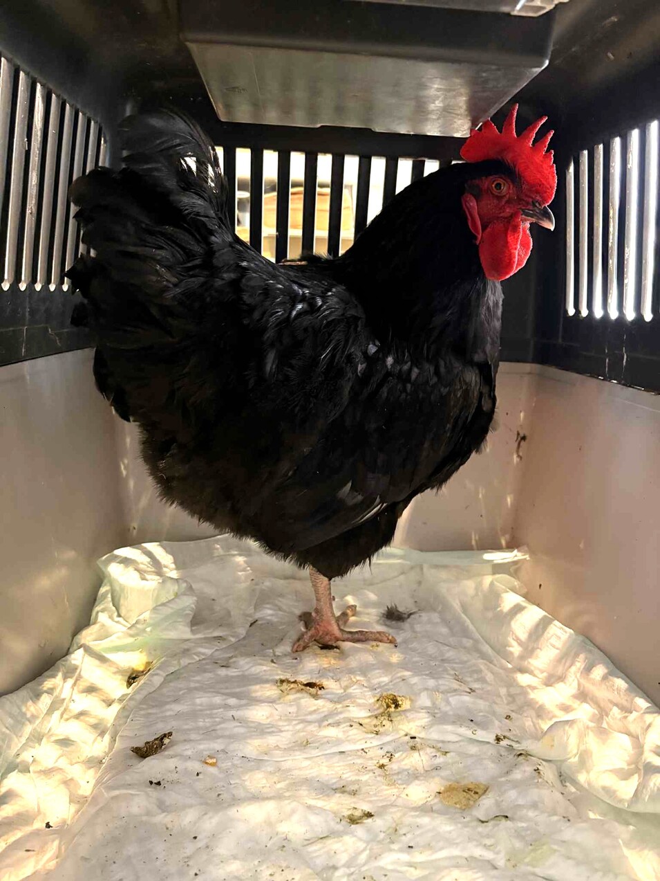 Fundtier Huhn Apetlon 05.01.2026