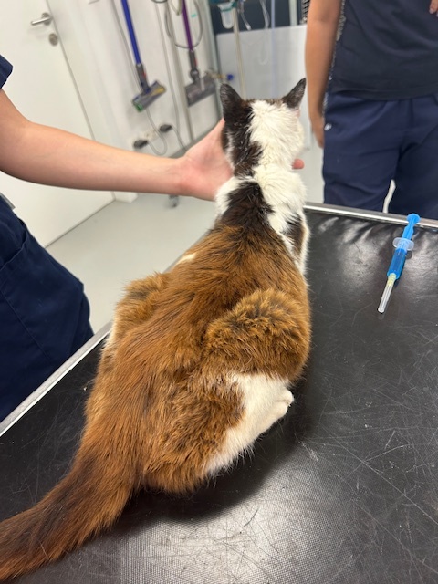 Fundkatze Hornstein 30.08.2026