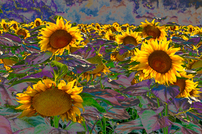 Serie „Malen mit der Kamera“