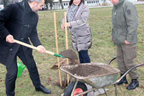 Landesrat Mag. Heinrich Dorner, Landesrätin Mag.a Astrid Eisenkopf und Kommandant Oberstleutnant Markus Ziegler legten bei der Pflanzung eines der Spitzahornbäume des Aufforstungsprojekts selbst Hand an.