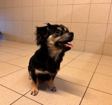 Fundhund Oslip/Trausdorf