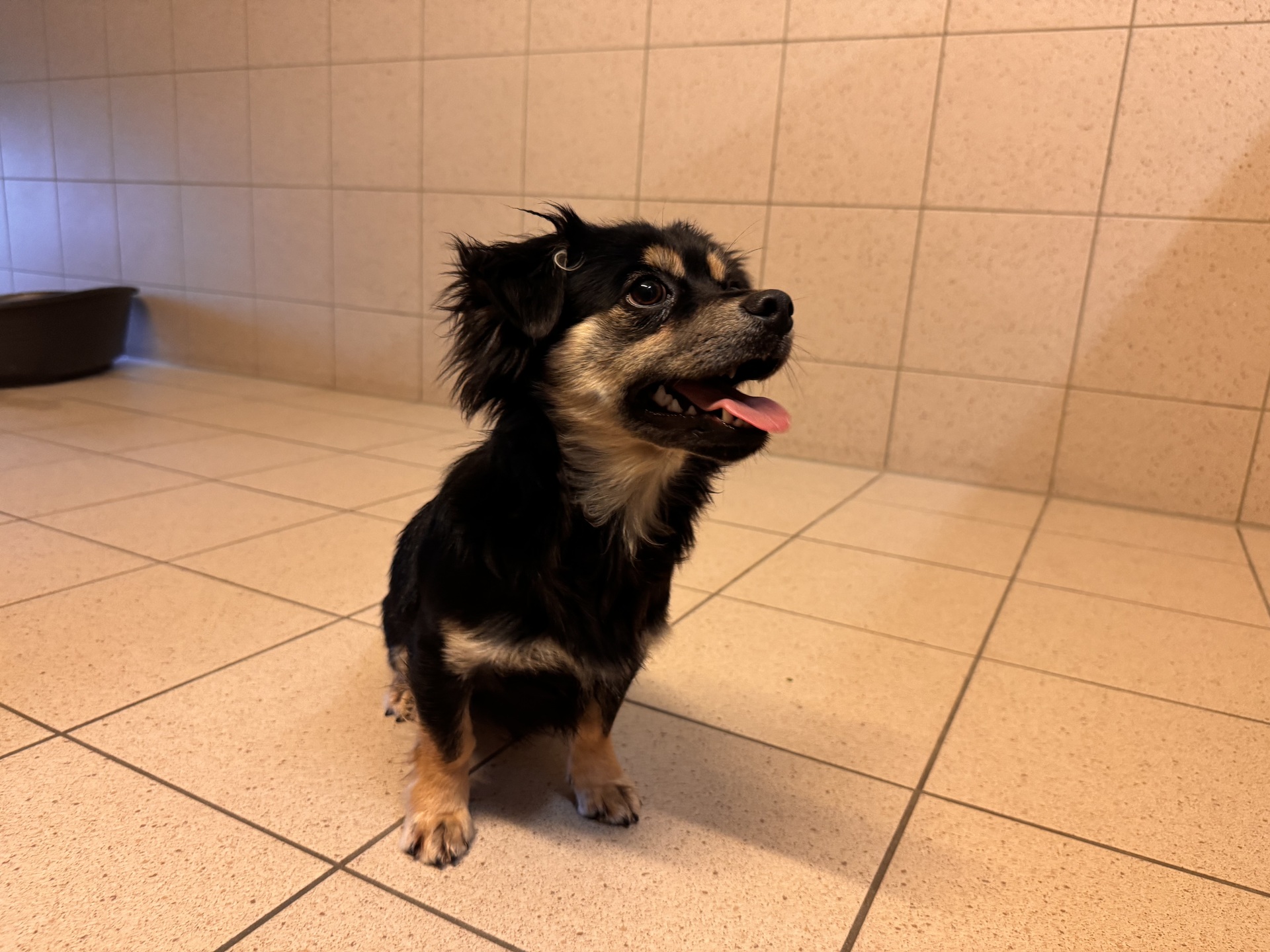 Fundhund Oslip/Trausdorf