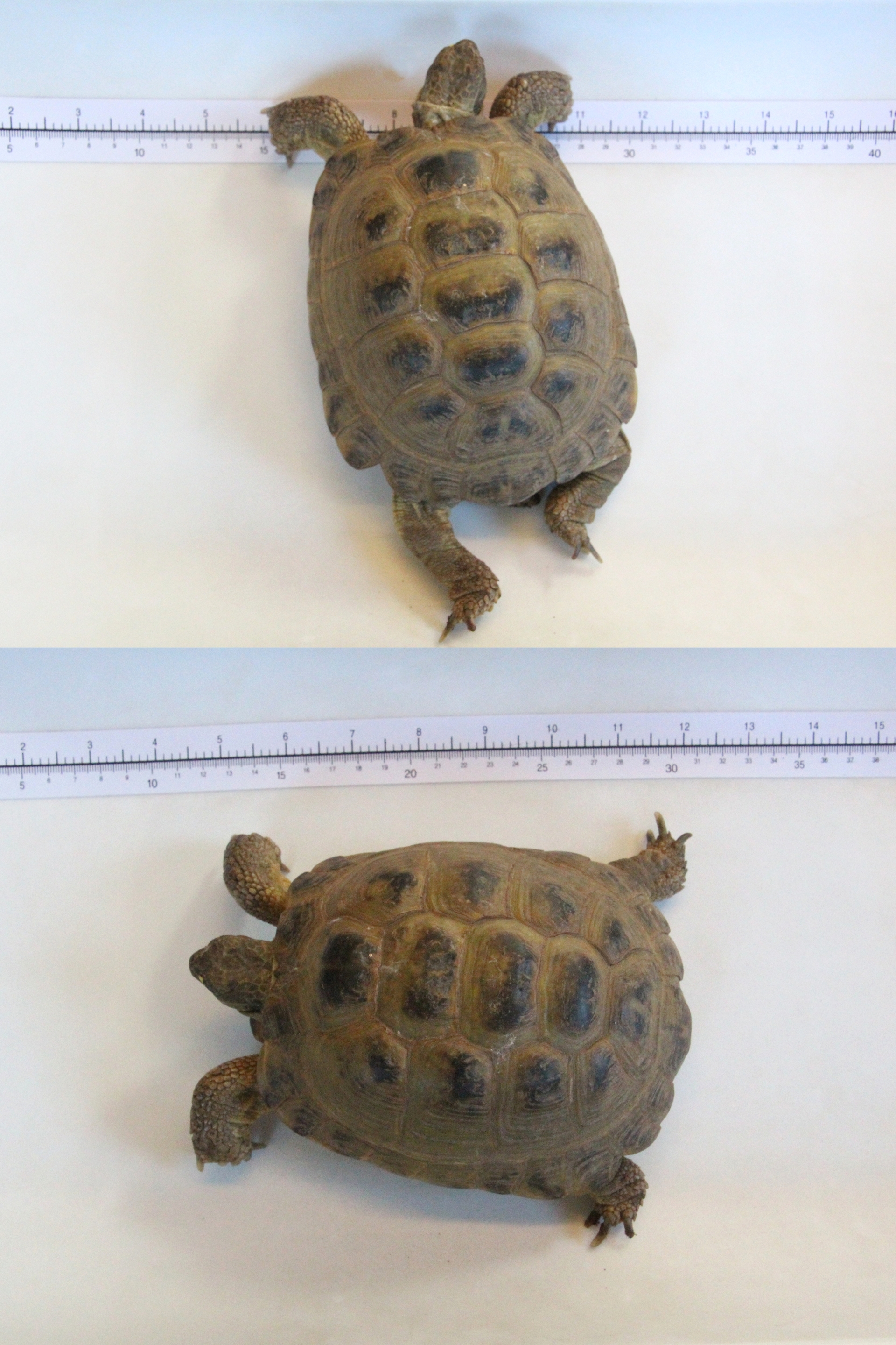 Foto Fundschildkröte Steinbrunn