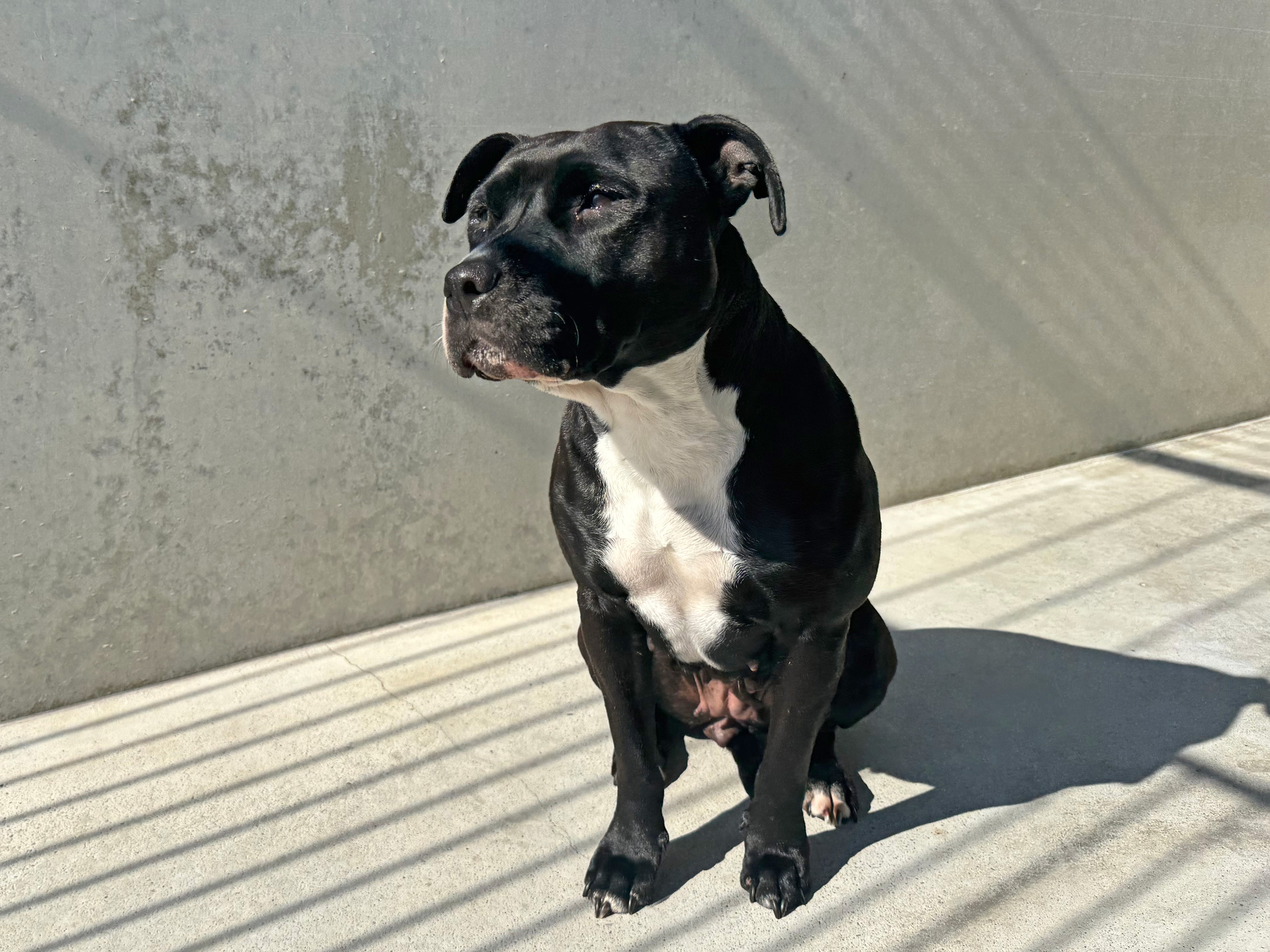 Foto Fundhund Olbendorf