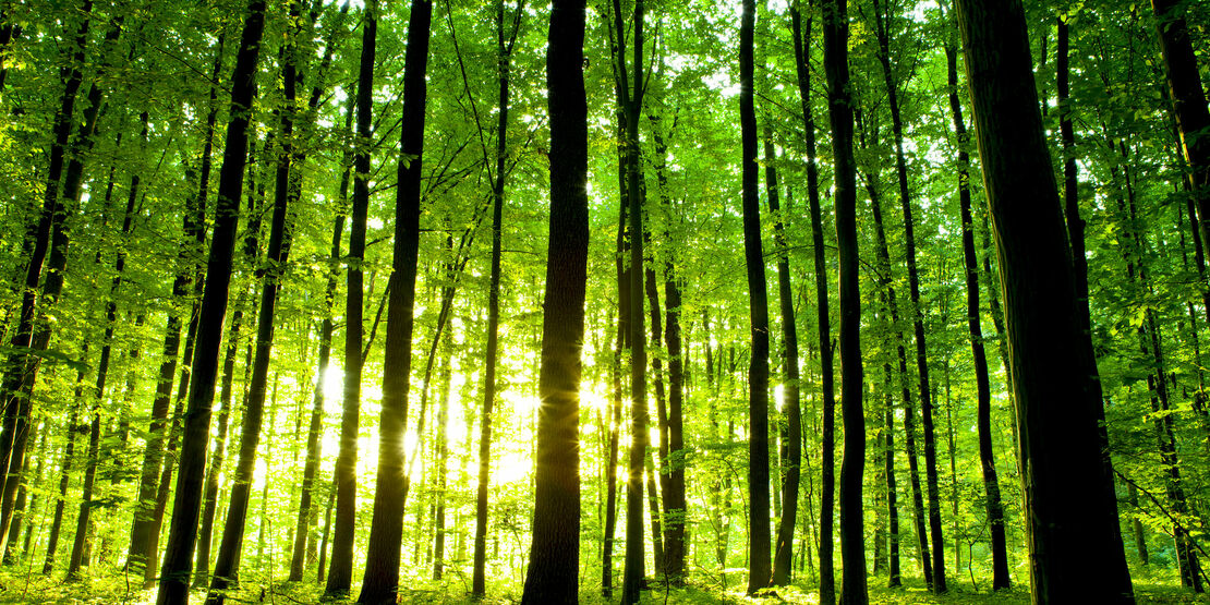 Wald