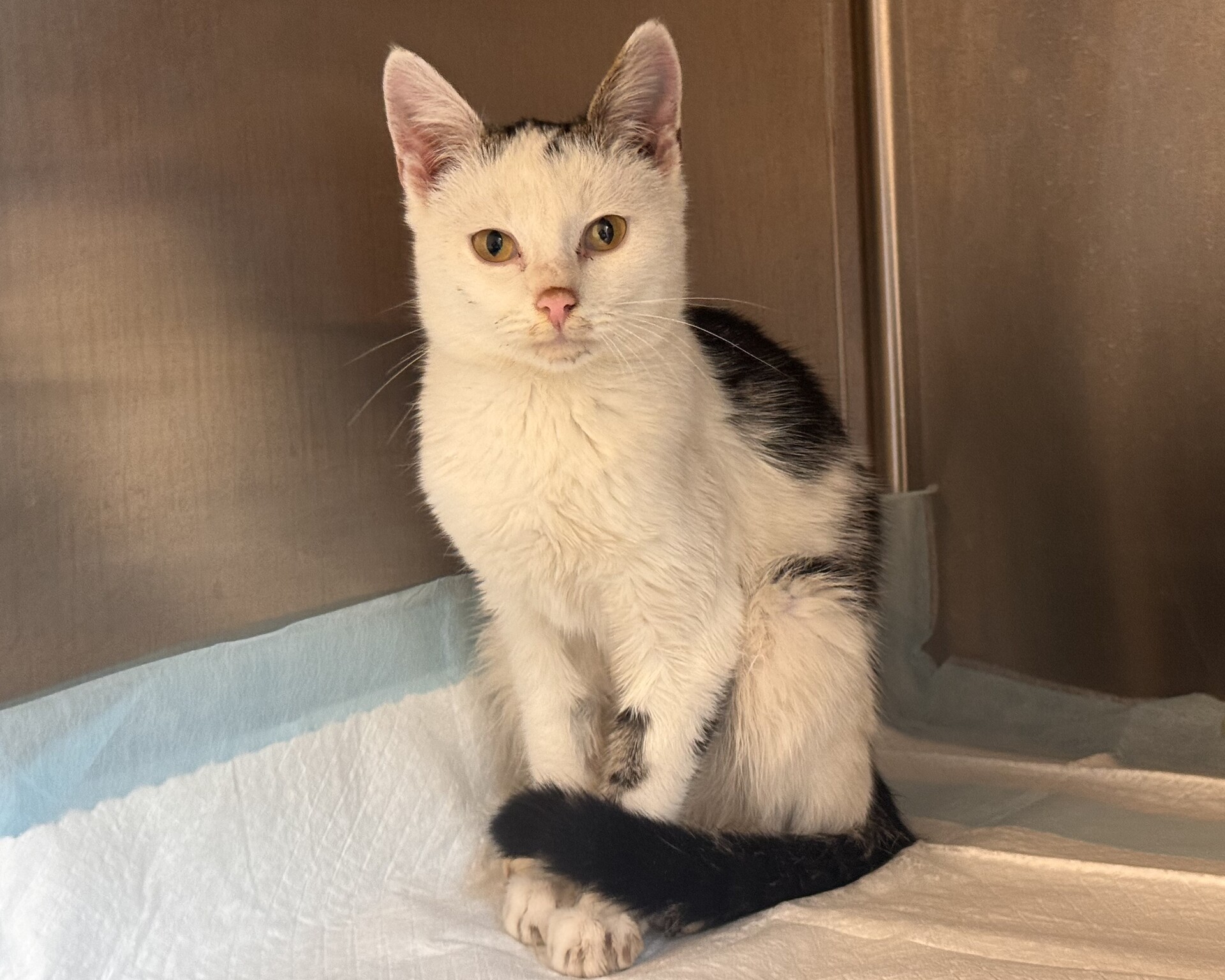 Fundkatze Oberpullendorf