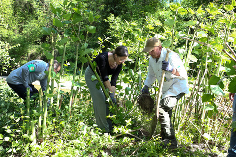 Bei der Entfernung von Beständen des Japanischen Staudenknöterichs entlang der Leitha in Bruckneudorf