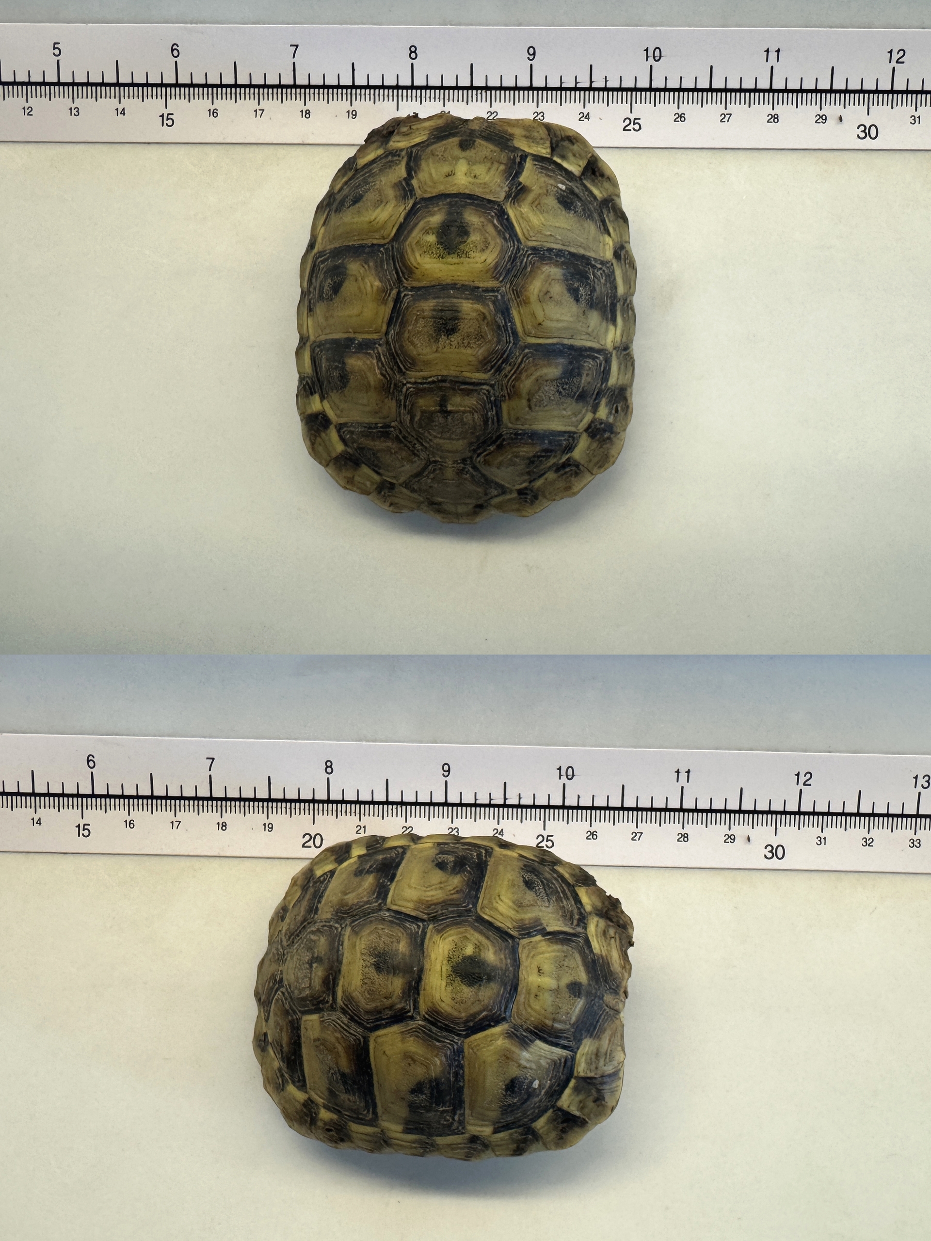 Foto Fundschildkröte Eisenstadt