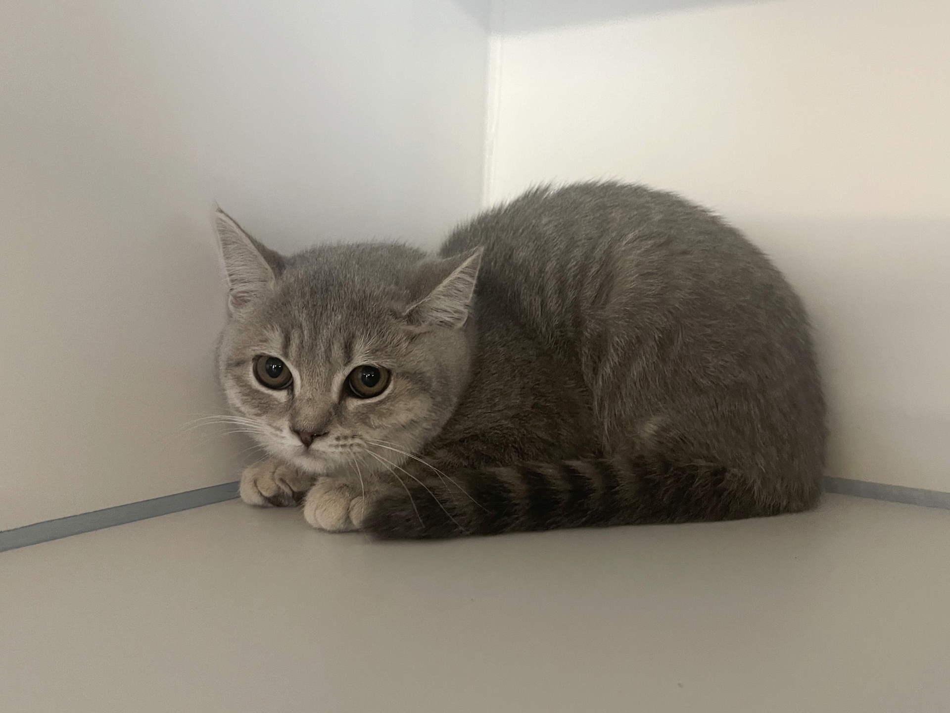 Fundkatze Eisenstadt
