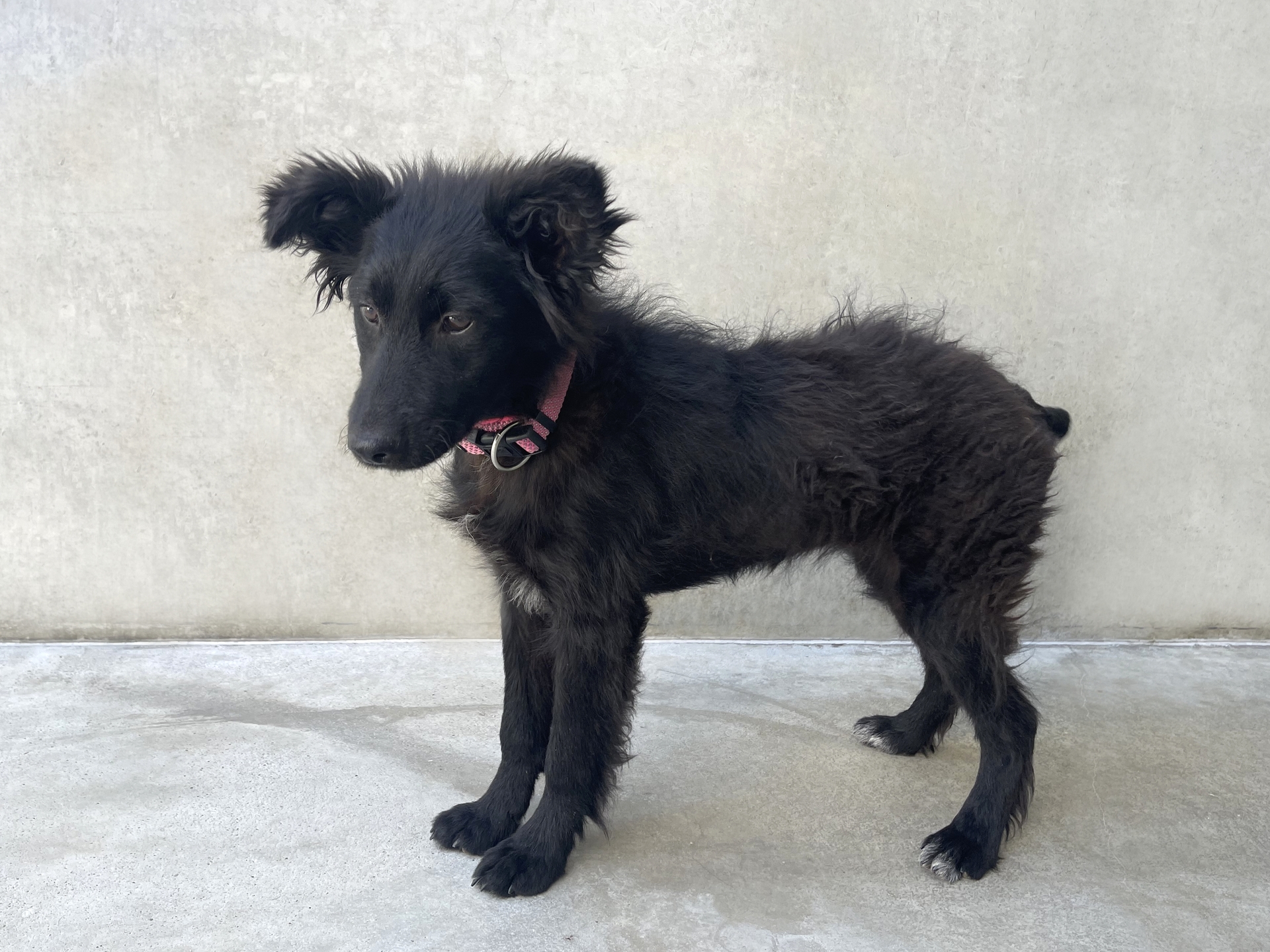Foto Fundhund Breitenbrunn