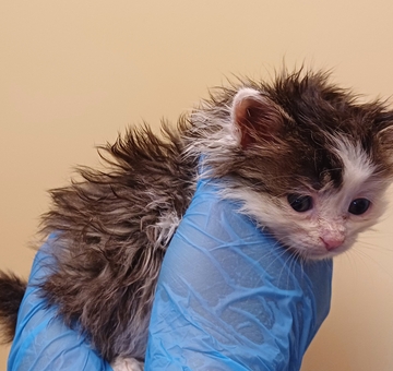 Fundkatze Neckenmarkt