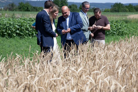 Landeshauptmann-Stellvertreterin Anja Haider-Wallner (2.v.l.) besichtigte ein Getreidefeld hinter dem Bio-Landgut Esterhazy in Donnerskirchen.