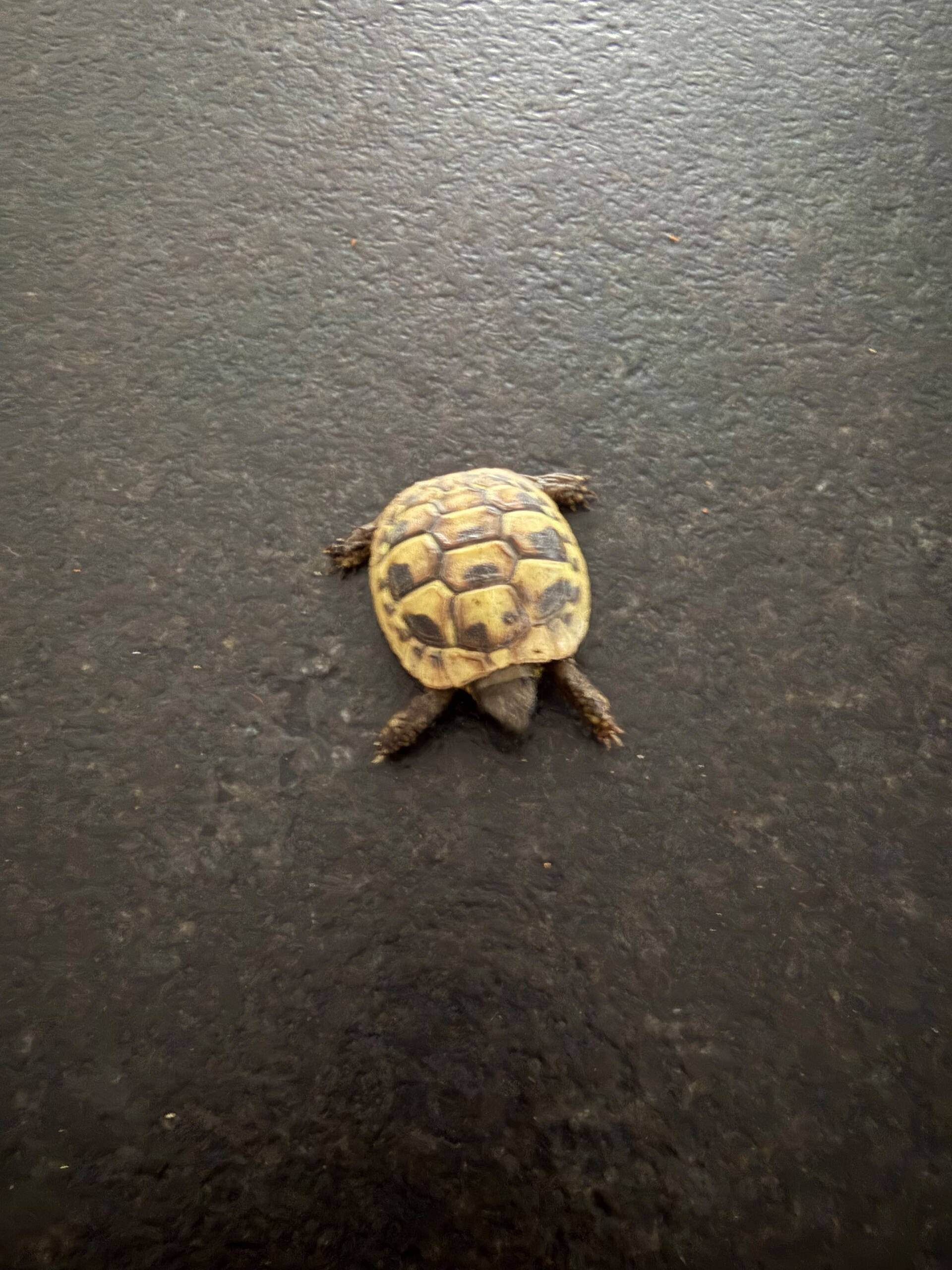 Griechische Landschildkröte