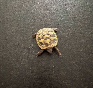 Griechischen Landschildkräte