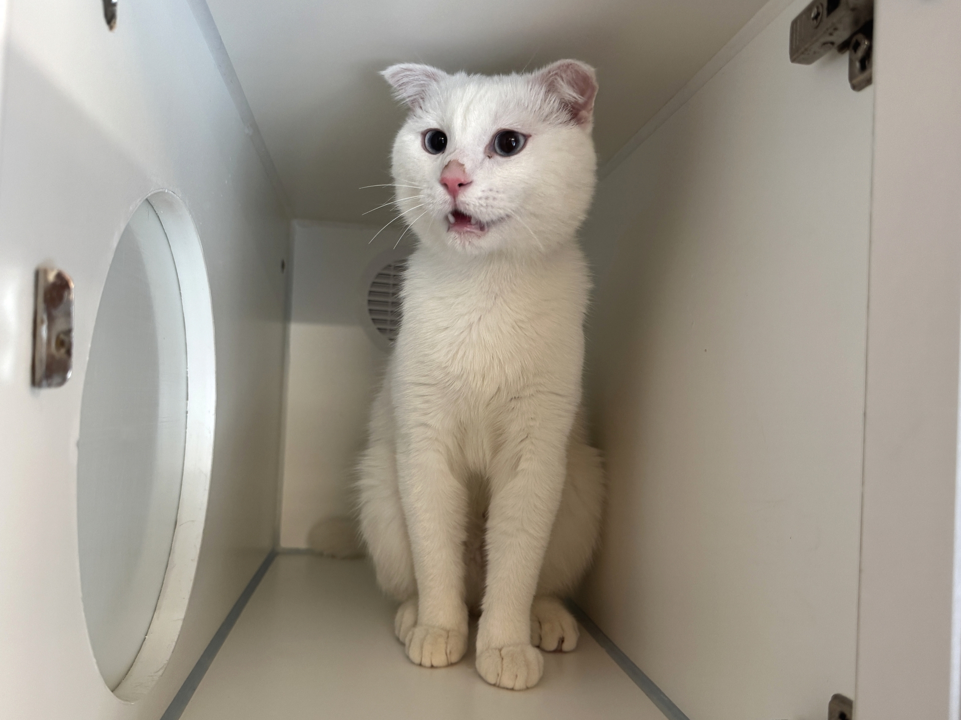 Foto Fundkatze Neudörfl