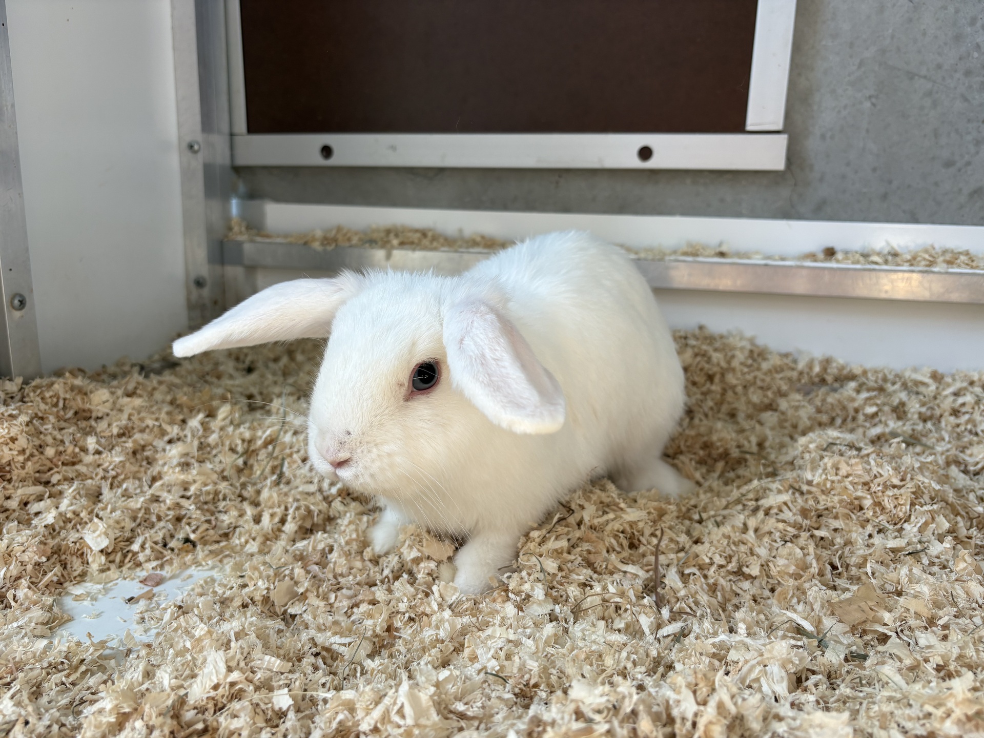FKaninchen Nickelsdorf