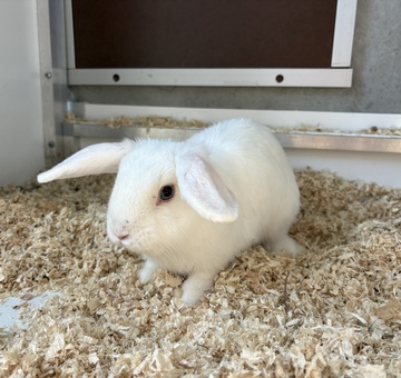 FKaninchen Nickelsdorf