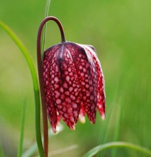 Schachblume Hagensdorf