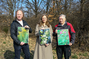 Zu den gebietsfremden, invasiven Pflanzen zählen auch die Kanadische Goldrute, die Robinie und das Drüsige Springkraut und. Noch blühen diese Pflanzen nicht. Landesumweltanwalt DI. Dr. Michael Graf, Landeshauptmann-Stellvertreterin Anja Haider-Wallner und Hermann Frühstück, Landesleiter der burgenländischen Naturschutzorgane, zeigen, wie die Blüten dieser Pflanzen aussehen.