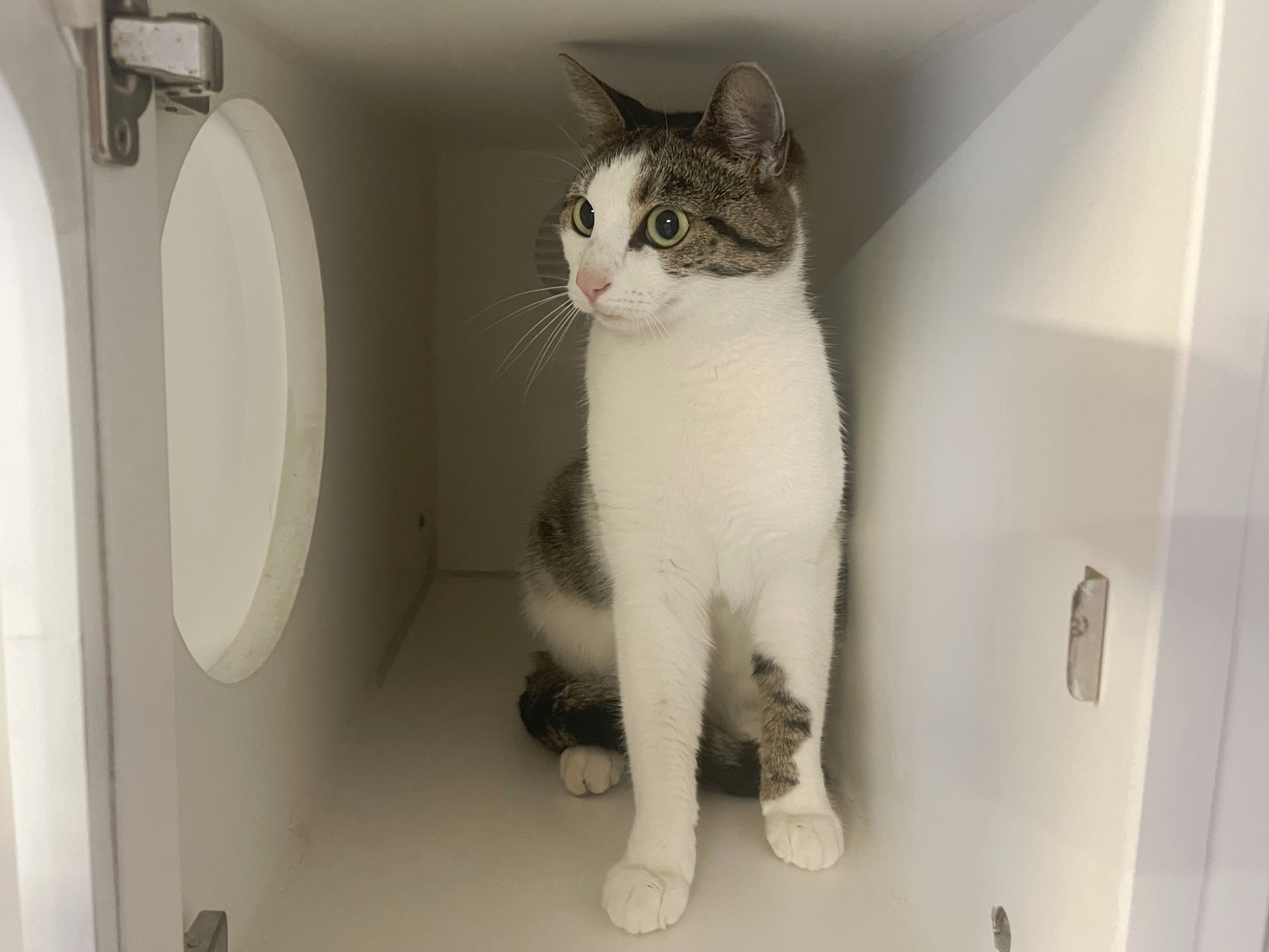Fundkatze Siegendorf