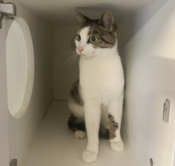 Fundkatze Siegendorf