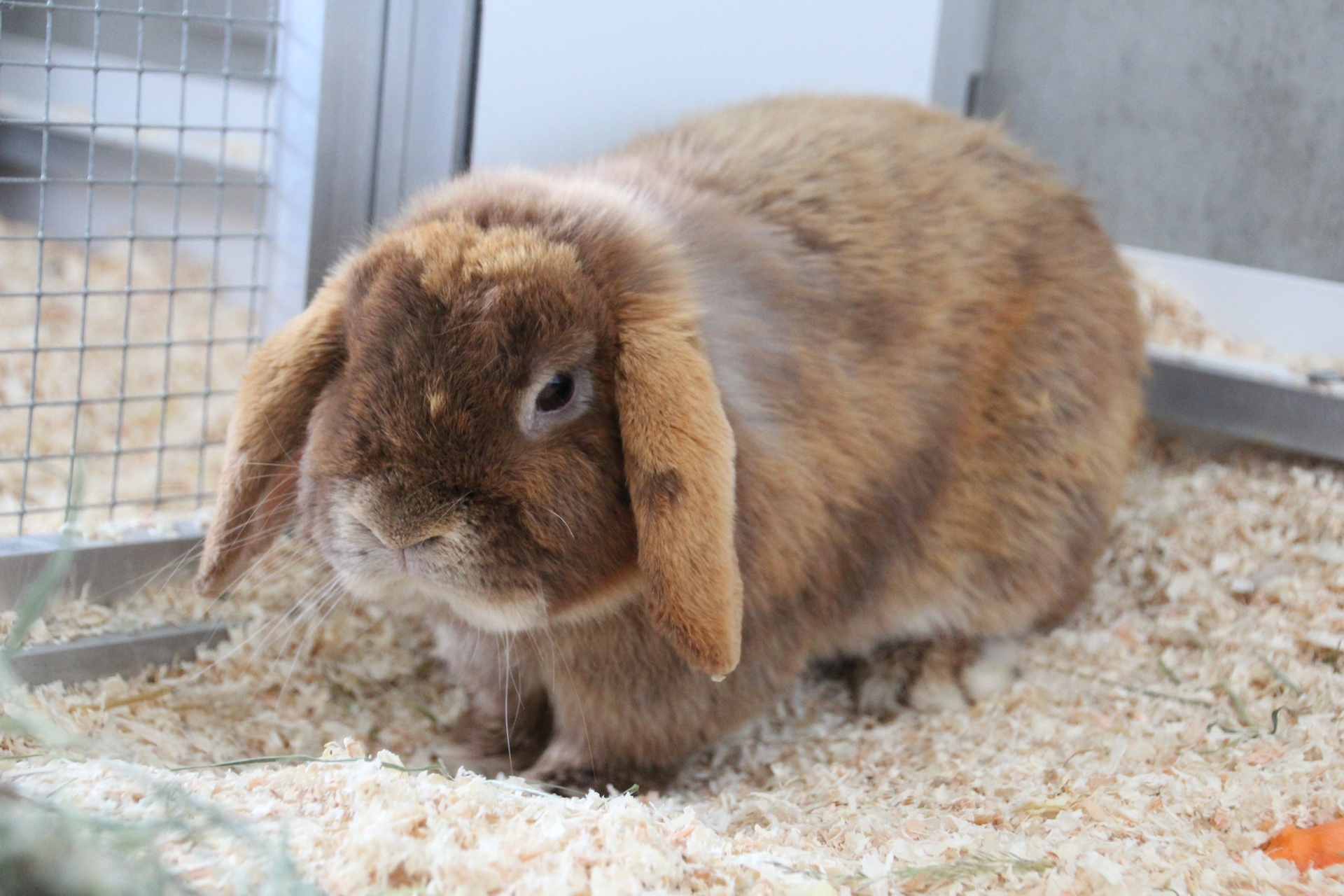 Foto Fundkaninchen Trausdorf