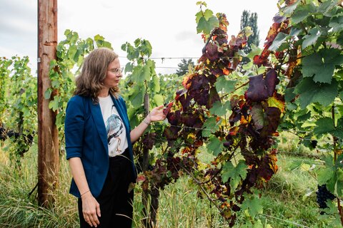 Landeshauptmann-Stellvertreterin Anja Haider-Wallner vor einem infizierten Rebstock am Eisenberg