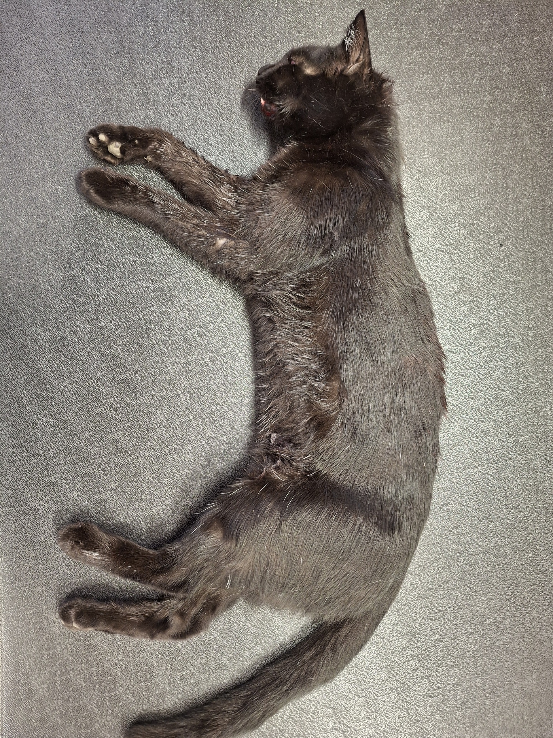Totfund Katze Eisenstadt