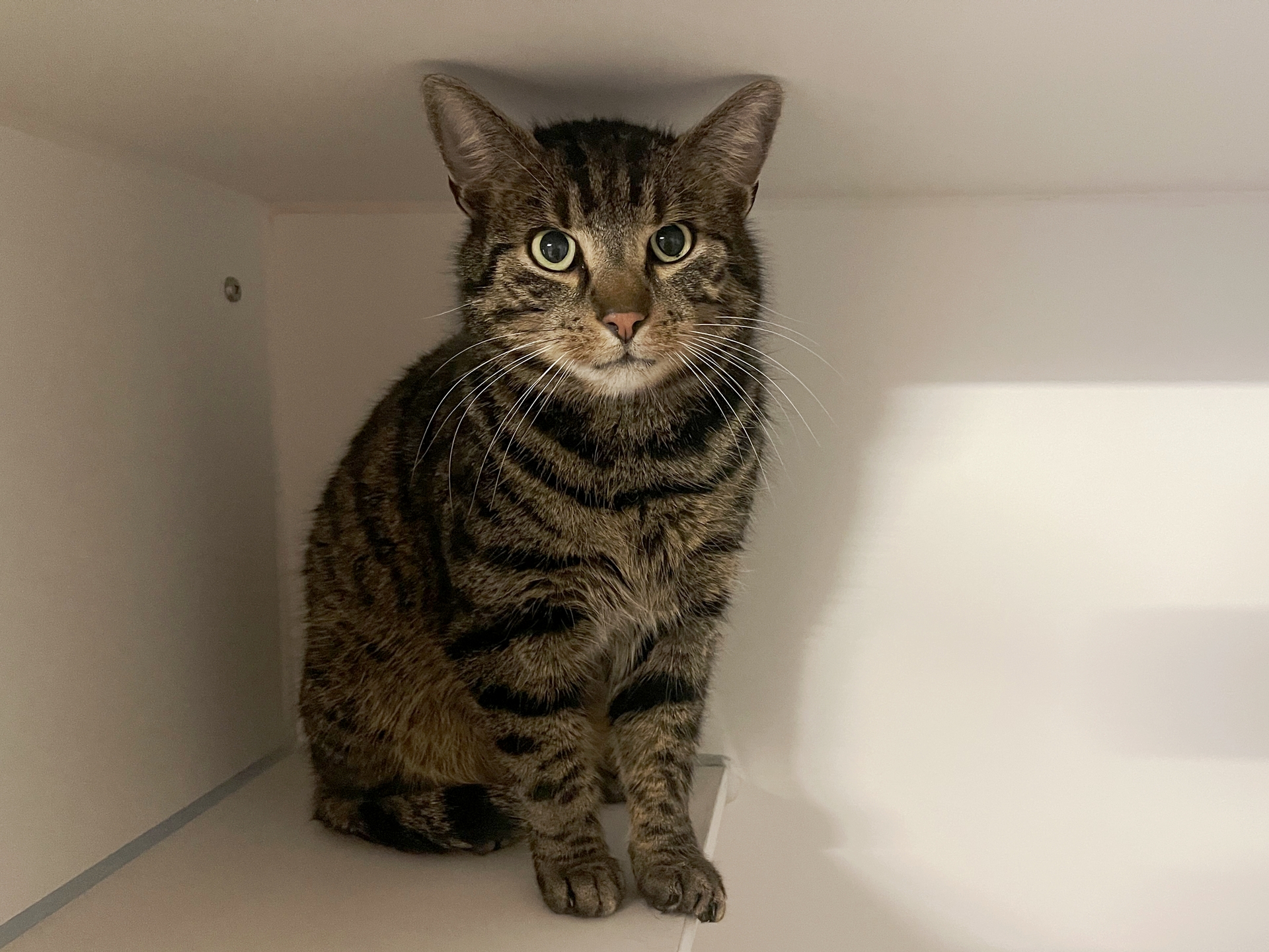 Fundkatze Klingenbach