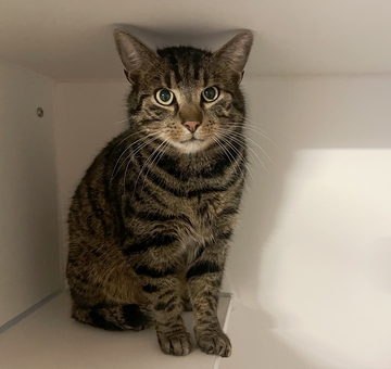 Fundkatze Klingenbach