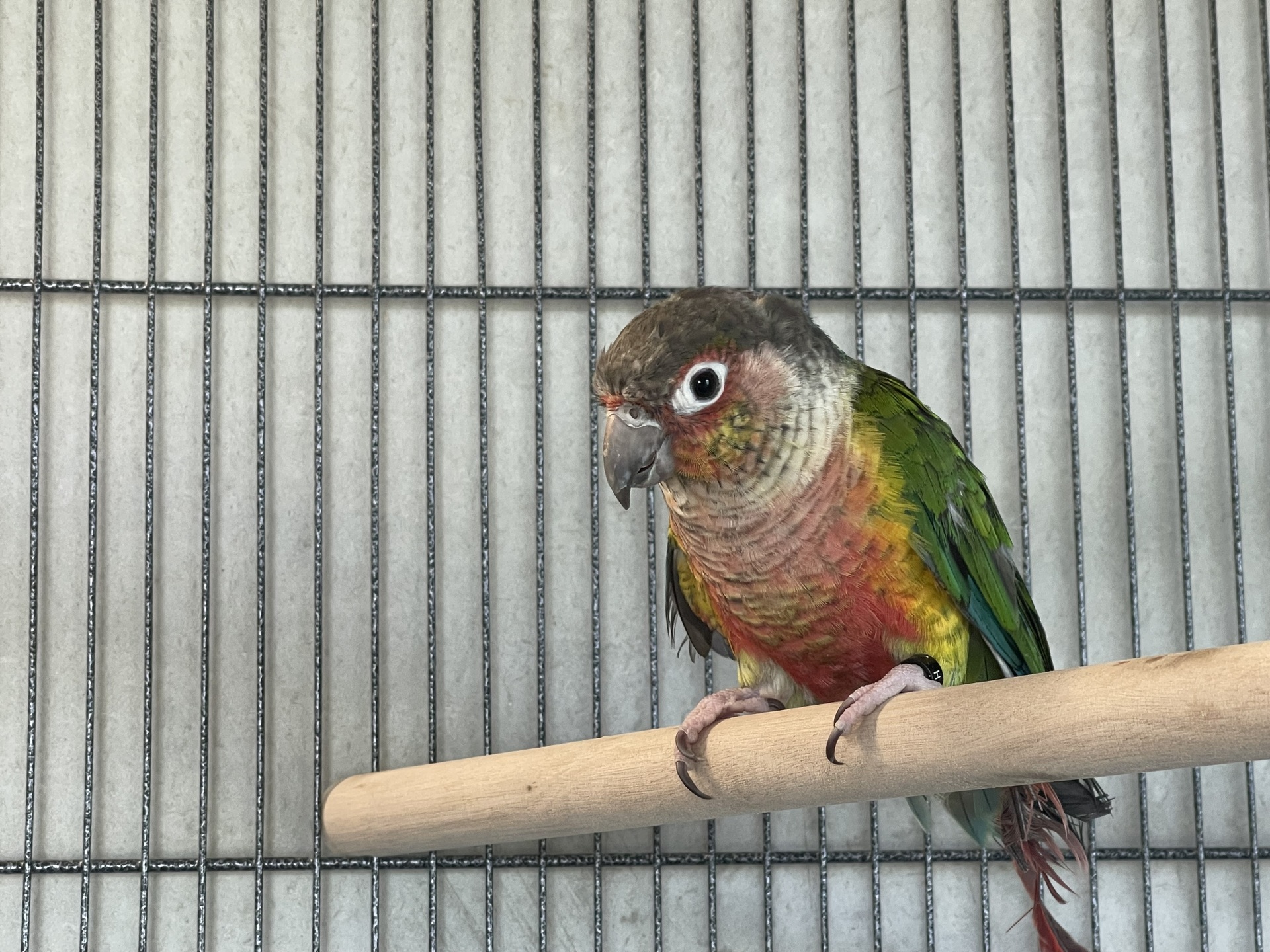 Fundvogel Eisenstadt