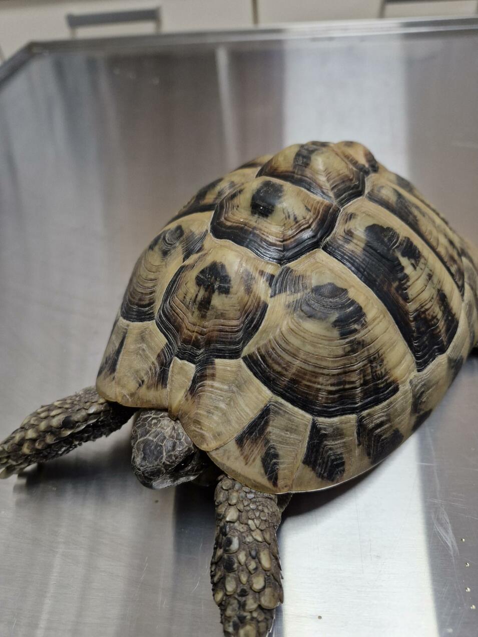 Fundtier Schildkröte Illmitz