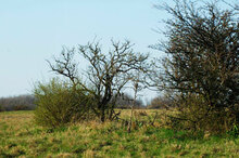 Leithagebirge Jois