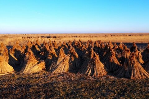Brandschutzübung im Schilfgürtel Jois