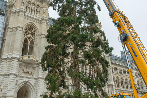 Aufstellen des Weihnachtsbaums aus dem Burgenland vor dem Rathaus