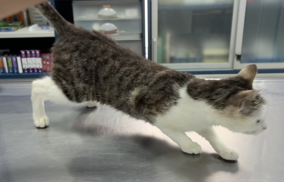 Fundkatze Trausdorf 05.06.2026