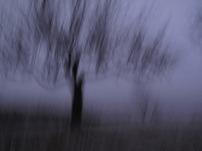 Baum – Fotokohlezeichnung